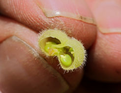 Image of chickpea milkvetch