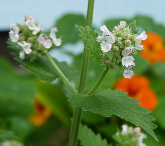 Image of Catnip