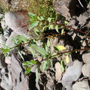 Imagem de Impatiens glandulifera Royle