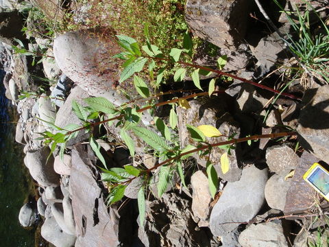 Image of Himalayan balsam