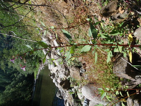 Image of Himalayan balsam