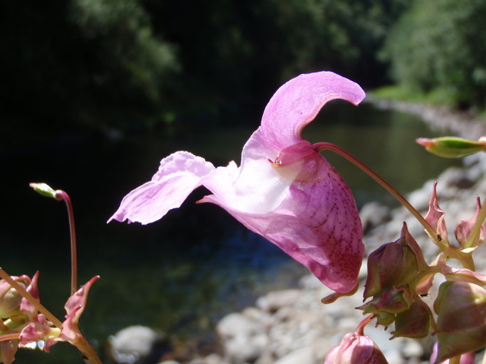 Image of Himalayan balsam