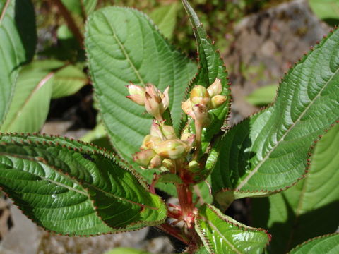 Image of Himalayan balsam