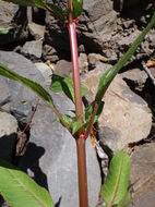 Image of Himalayan balsam