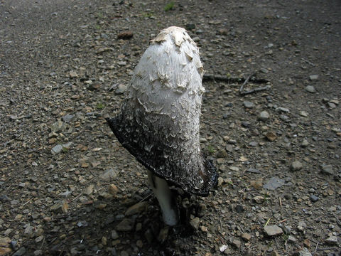 Image of Lawyers' wig