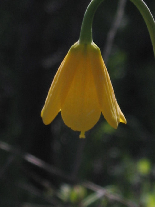 Image of Yellow Bell