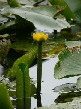 Image de Nénuphar Jaune