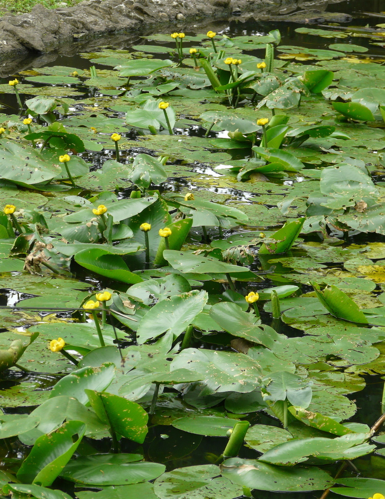 Image of Yellow Water-lily