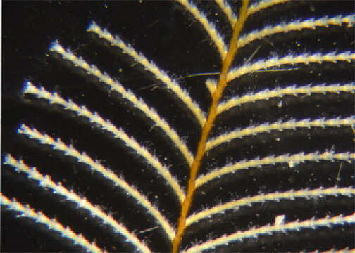 Image of Sertularia Linnaeus 1758