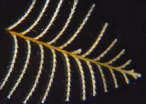 Image of Sertularia Linnaeus 1758