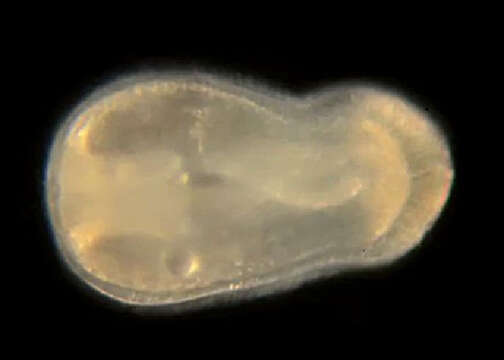 Actinostoloidea Carlgren 1932 resmi