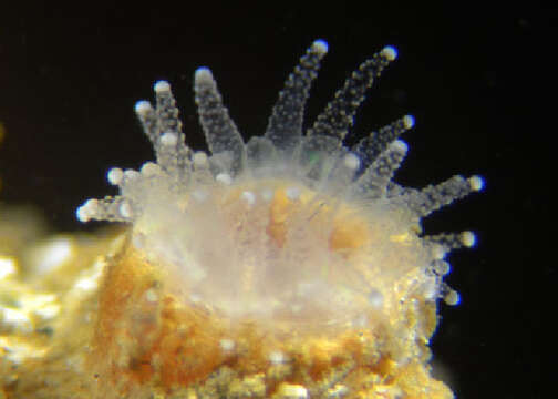 Image of dendrophylliid corals 