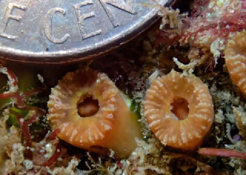 Image of dendrophylliid corals 