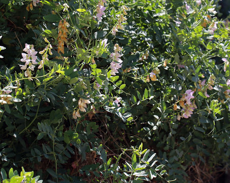 Image of Pacific pea