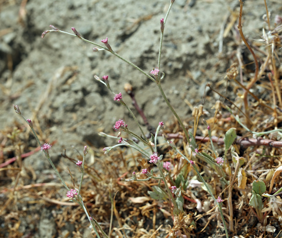 Image of wand buckwheat