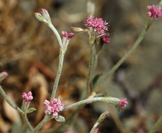 Image of wand buckwheat