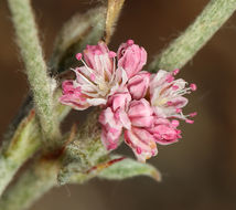 Image of wand buckwheat