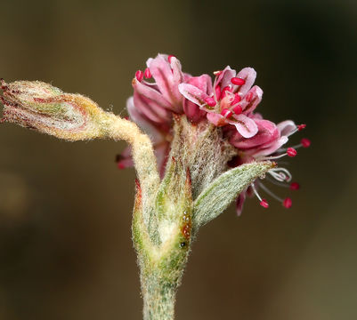 Image of wand buckwheat