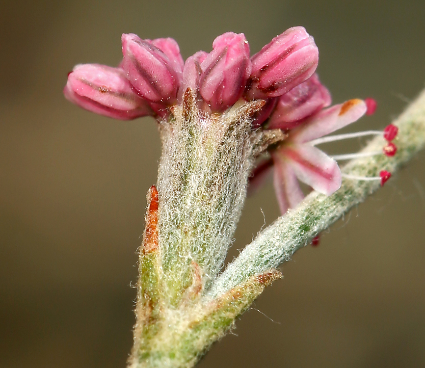 Image of wand buckwheat