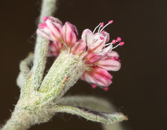 Image of wand buckwheat