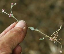 Image of wand buckwheat