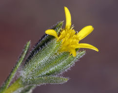 Image of wireweed