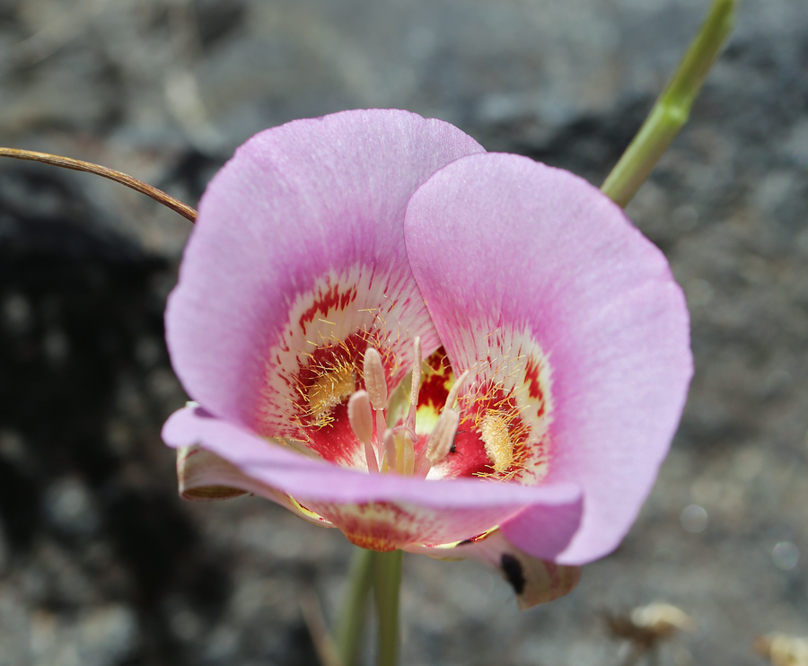 Image of butterfly mariposa lily