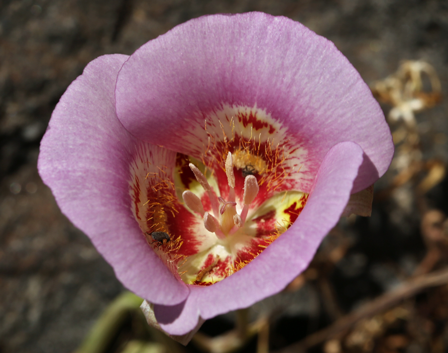 Image of butterfly mariposa lily