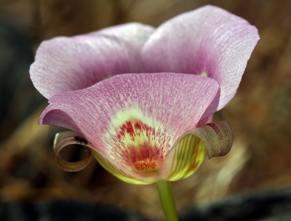 Image of butterfly mariposa lily