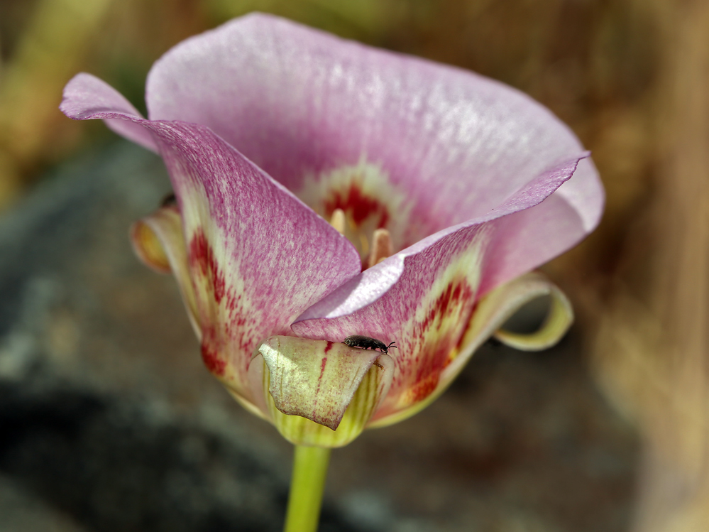 Image of butterfly mariposa lily