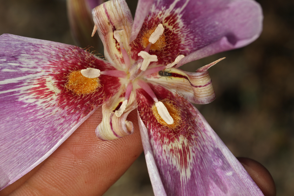 Image of butterfly mariposa lily