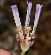 Image of butterfly mariposa lily