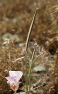 Image of butterfly mariposa lily