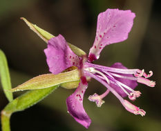 Image of diamond clarkia