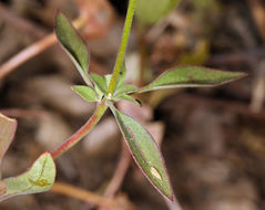 Image of diamond clarkia