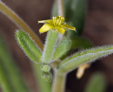 Image of bushy blazingstar