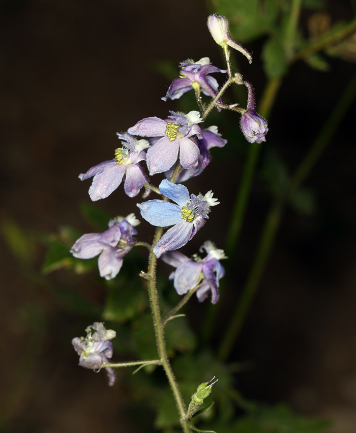 Image of Kern larkspur