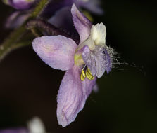 Image of Kern larkspur