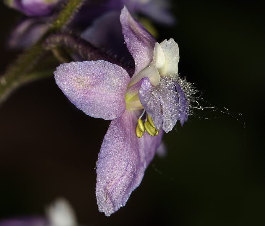 Delphinium hansenii subsp. kernense (A. Davids.) Ewan的圖片