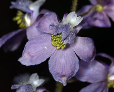 Delphinium hansenii subsp. kernense (A. Davids.) Ewan的圖片