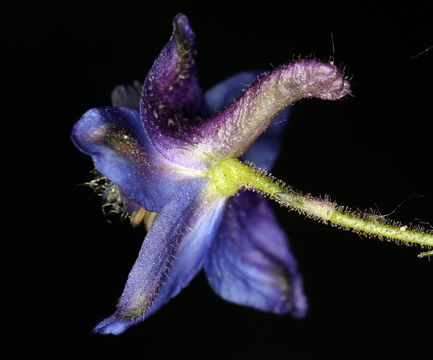 Delphinium hansenii subsp. kernense (A. Davids.) Ewan的圖片