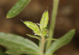 Delphinium hansenii subsp. kernense (A. Davids.) Ewan的圖片