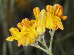 Imagem de Ehrendorferia chrysantha (Hook. & Arn.) J. Rylander