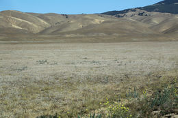 Image of anglestem buckwheat