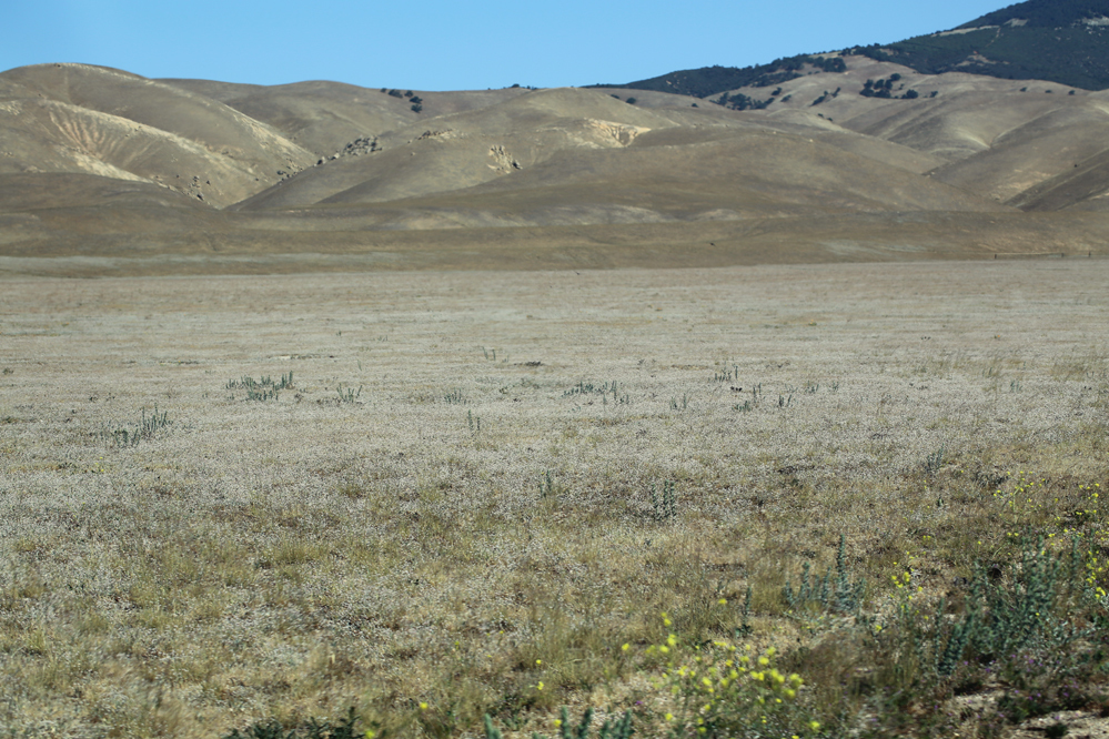 Image of anglestem buckwheat