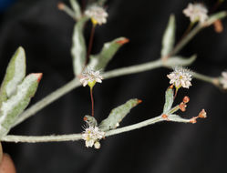 Image of anglestem buckwheat