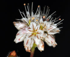 Image of anglestem buckwheat