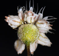 Image of anglestem buckwheat