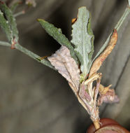 Image of anglestem buckwheat