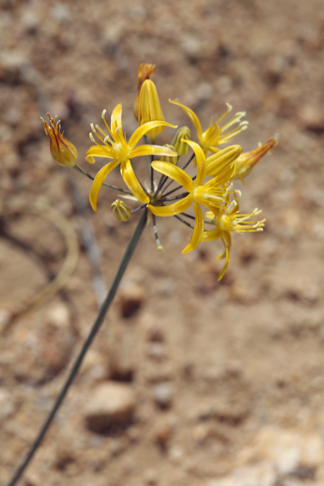 Image of common goldenstar